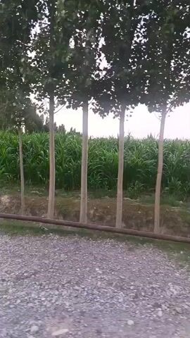 The video shows a stationary perspective from what appears to be a vehicle or a person on a moving platform. The scene is outdoors, likely in a rural setting, given the presence of a cornfield behind a row of tall, slender trees. The ground in the foreground is covered with gravel. A thin, horizontal pipe runs across the middle of the frame, separating the gravel from the ground where the trees and corn are planted. The trees are planted in a neat row, with their trunks appearing light-colored and their canopies dark green and dense. The cornfield is a vibrant green, suggesting it is a growing season. The sky in the background is bright, with some faint clouds, indicating it is daytime, possibly late afternoon or early evening due to the soft light. There are no people or animals clearly visible in the frame. The overall impression is one of peaceful, natural scenery. No text is visible in the media file.