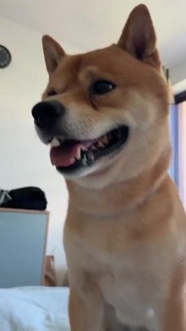 A close-up video shows a Shiba Inu dog on a bed. The dog is panting with its mouth open and tongue visible. Its fur is golden brown and white. The background is blurred but appears to be an indoor setting with a bed and furniture. The video is shaky, suggesting it was recorded by someone holding a phone.