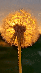 Golden hour botanical observations captured during 12-minute evening session