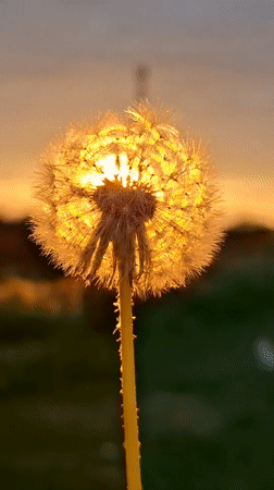 Golden hour botanical observations captured during 12-minute evening session