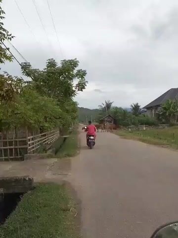 The video captures a scene from a motorcycle's perspective as it travels down a rural road in Dayah Baroh, Indonesia. The main subject is a person on a scooter, wearing a pink shirt and dark pants, moving away from the camera. A herd of brown cows is visible on the road ahead of the scooter, creating a natural obstacle. The setting is characterized by lush greenery, with trees and vegetation lining the left side of the road, and a bamboo fence. On the right side of the road, a modern house with a dark roof and a partially constructed building are present, along with a paddy field. In the background, rolling hills and a cloudy sky suggest an overcast day, possibly late afternoon or early morning. The presence of a power line and a tall transmission tower indicates a blend of rural and developed infrastructure. The overall atmosphere appears calm and ordinary, depicting a typical rural commute where animals share the road with vehicles. No visible text is present in the video.