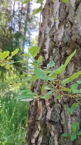 The video shows a close-up view of a tree trunk with green leaves and small buds growing on it. The tree is in a forest environment, with other trees and foliage visible in the background. The lighting suggests it is daytime, likely outdoors. The camera is moving slightly, as if being held by someone walking or panning across the scene. The focus is on the texture of the bark and the delicate branches and leaves.