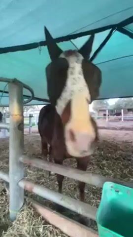 The video shows two brown horses in a pen with a green tarp overhead. One of the horses is wearing a white eye mask with black circles over the eyes. The pen is made of metal bars and is covered in hay. A green bucket sits near the fence. The camera moves around to show the horses from different angles.