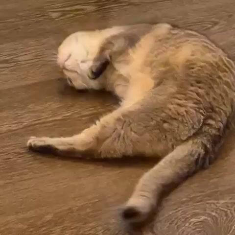 A fluffy golden and white cat is lying on its back on a wooden floor, with its legs curled up and its head tilted back. The cat appears to be relaxed and possibly sleepy. The camera is positioned above and to the side of the cat, capturing its full body and the surrounding floor. The lighting is warm and soft, illuminating the cat's fur.