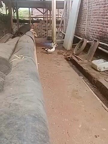 The video shows an outdoor scene with two ducks walking on a dirt path. In the foreground, there are large, dark, cylindrical objects that appear to be pipes or rolls of material. To the right, a brick wall forms the background, with various objects placed along a raised concrete ledge, including a white appliance, a tire, some metal pieces, and a bucket. Further in the background, there is a covered structure with wooden supports and what looks like stacks of bricks or building materials. The lighting suggests it is daytime.