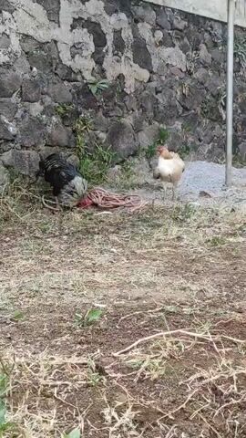 Two chickens are in a yard. One chicken is black and white, and the other is light brown and white. The black and white chicken is eating from a pile of red string. The light brown and white chicken is standing and watching the other chicken. The yard is covered in dirt and grass. There is a stone wall behind the chickens.