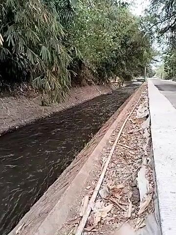 The video shows a narrow concrete canal filled with dark, flowing water. The canal is lined with stone on one side and concrete on the other. Dense green foliage, including bamboo, grows along the canal's edges, with a road visible on the right side. Debris, such as dry leaves and twigs, is scattered along the concrete bank. The water appears to be moving at a moderate pace. The scene suggests an outdoor environment, possibly a rural or semi-urban setting. There are no people or animals visible in the video. The camera is moving slowly forward, giving a sense of progress along the canal.