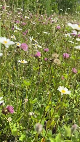 This is a video capturing a close-up view of a field of wildflowers in Panovka, Russia. The scene is dominated by a variety of flowers, predominantly pink clover and white daisies, interspersed with tall green grasses and other wild foliage. The camera is positioned low to the ground, giving the impression of walking through the meadow.

The activity is a gentle pan across the field, showcasing the texture and color of the flora. The focus shifts between different blossoms, some in sharp detail and others soft and blurred, creating a sense of depth and movement. The lighting suggests a bright, sunny day, likely during the daytime, as indicated by the clear, visible colors and shadows. The sky, visible in the background, appears partly cloudy.

Notable details include the variety of flower stages, with some in full bloom and others with seed heads, suggesting late spring or early summer. The lush green of the grass and the vibrant colors of the flowers evoke a feeling of natural beauty and tranquility. There are no people or discernible objects other than the natural elements of the field. No text is visible in the video.