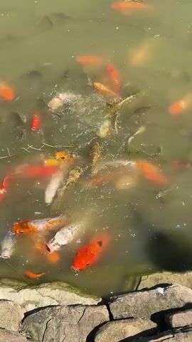 A group of koi fish, predominantly orange and white with some dark markings, swim in murky green water. In the lower left of the frame, a turtle with a dark shell and visible legs is partially submerged near a rocky edge. Other smaller fish, possibly minnows or goldfish, are also visible among the koi. The water appears shallow, with sunlight creating reflections on the surface. The surrounding edge of the pond is lined with rough, greyish-brown rocks.