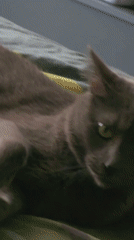 Gray cat documented resting and grooming on bedroom bed
