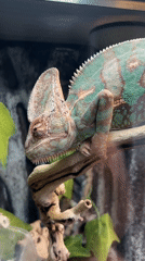 Chameleon observed in Moscow terrarium enclosure early morning