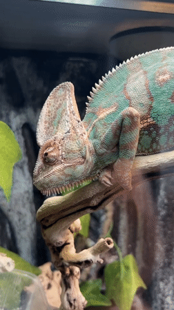 Chameleon observed in Moscow terrarium enclosure early morning