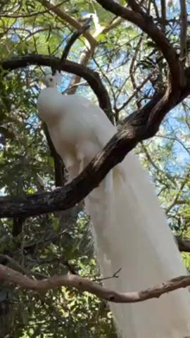 The video shows a white peacock perched on a tree branch. The peacock is facing left and its long white tail feathers cascade down. The tree has green leaves and the sky is visible through the branches.