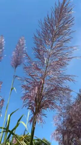 The video shows tall plants with feathery, light purple plumes against a clear blue sky. The green stalks and leaves of the plants are visible at the bottom of the frame. The camera is positioned looking up at the plants, emphasizing their height and the unobstructed sky behind them.