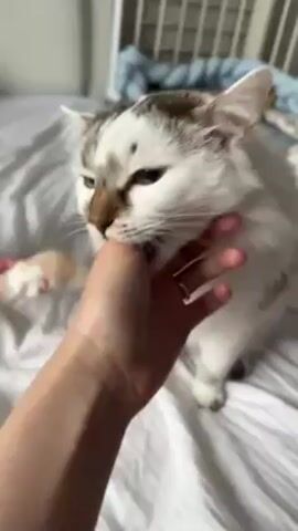 A person’s hand is being playfully nibbled on by a white cat with brown and grey markings. The cat has its mouth slightly open, with its upper teeth grazing the person's index finger. The person's hand is pale and has a simple gold ring on the ring finger. The cat is sitting on a white, slightly wrinkled bed sheet. In the background, there is a white wire-frame structure and a blue blanket. The lighting is soft, and the scene appears to be indoors.