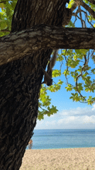 Squirrels spotted climbing beach trees in Kuta Selatan, Indonesia