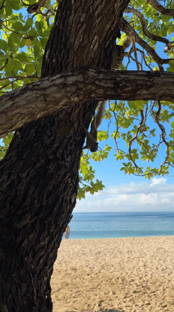 Squirrels spotted climbing beach trees in Kuta Selatan, Indonesia