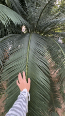 Hand brushing palm leaves in Baan Mae Nam, Thailand
