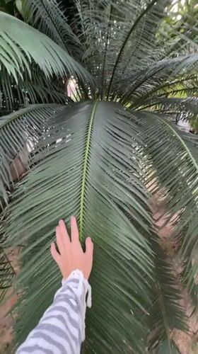 Hand brushing palm leaves in Baan Mae Nam, Thailand