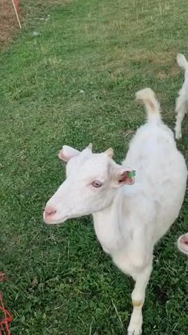 A group of white goats stand in a grassy field. The goat in the foreground is facing left with its mouth open. Another goat is behind it facing right. A third goat is visible on the far right, also facing right. The grass is green with some brown patches.
