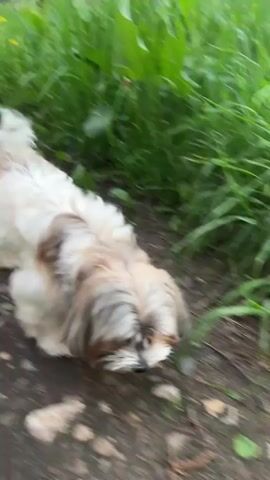 A small, fluffy dog with white and brown fur walks along a dirt path next to a patch of green grass. The dog sniffs the ground and the grass, exploring its surroundings. The background features a green, grassy area, some trees, and a building in the distance. The light is natural, suggesting an outdoor setting. The camera follows the dog as it moves.