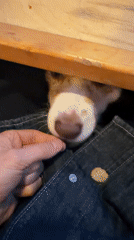 Dog seeks treats from patron at Montreal tavern