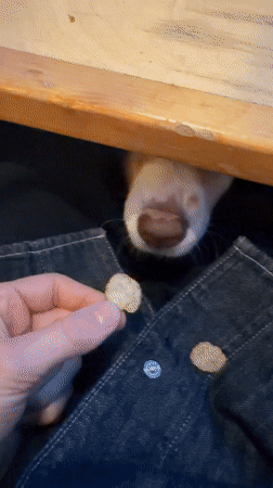 Dog seeks treats from patron at Montreal tavern
