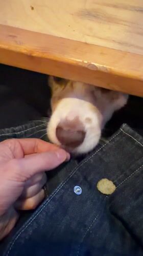 Dog seeks treats from patron at Montreal tavern