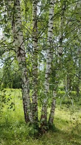 The video shows a cluster of birch trees with white bark and green leaves. The trees are in a grassy area, with more trees and foliage visible in the background. The lighting suggests it is daytime, likely outdoors in a natural setting. The camera appears to be moving slowly upward, focusing on the trunks and branches of the trees. There are no people or animals visible in the frame.