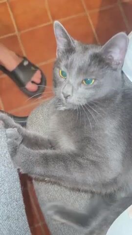 A gray cat with yellow eyes is lying on a gray fabric surface. The cat is in the center of the frame, facing the viewer. Its paws are resting on the surface. The background is blurred, but appears to be a tiled floor. The video shows the cat shifting its position and looking around.