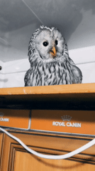 Owl repeatedly interacts with a small yellow rubber duck toy
