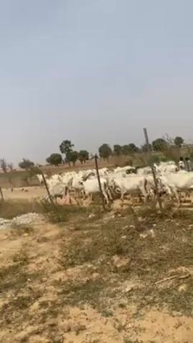 The video shows a herd of white cattle moving across a dry, dusty field under a clear, bright sky. The landscape features sparse vegetation with scattered trees in the background. Several thin posts are placed intermittently along the edge of the field, serving as a makeshift boundary. A man can be seen among the cattle, presumably herding them. The cattle are moving at a steady pace, kicking up dust as they go.
