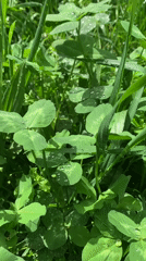 Witness documents springtime scenes across Stavropol parks and streets