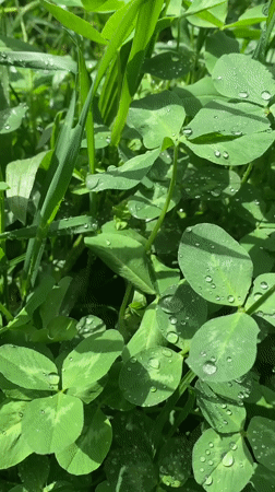 Witness documents springtime scenes across Stavropol parks and streets