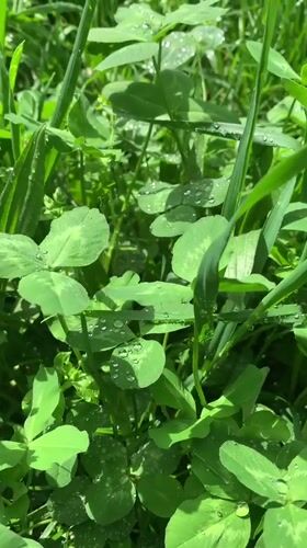 Witness documents springtime scenes across Stavropol parks and streets