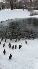 Winter scenes documented across snowy Kyiv parks and waterways