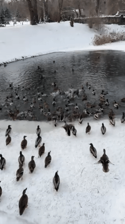 Winter scenes documented across snowy Kyiv parks and waterways