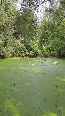 A flock of white geese swims in a pond covered with thick green algae. The pond is surrounded by dense trees and foliage. The geese are in various positions, some with their heads held high, others with their necks extended, and some appear to be feeding on the algae. The water is still and reflects the green of the algae and the surrounding vegetation. The scene is peaceful and serene.