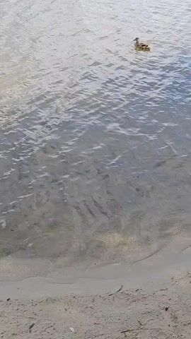 A vertical, eye-level, medium shot captures a body of water and a sandy shore. The water, a translucent, muted blue-grey, reflects the sky and is disturbed by ripples. Sunlight glints off the surface. Close to the foreground, the sandy shore forms a gentle curve. Further out in the water, a single duckling swims, its brown and yellow plumage visible. In the distance, a line of orange buoys marks an area of the water. The scene is peaceful and natural.