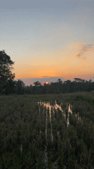 Sunset captured over rice paddy fields in rural Indonesia
