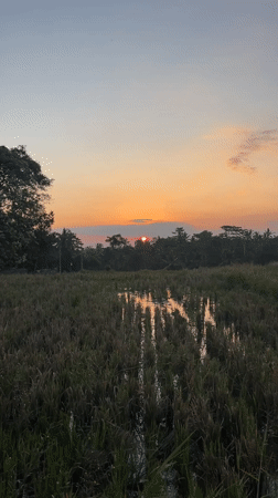 Sunset captured over rice paddy fields in rural Indonesia