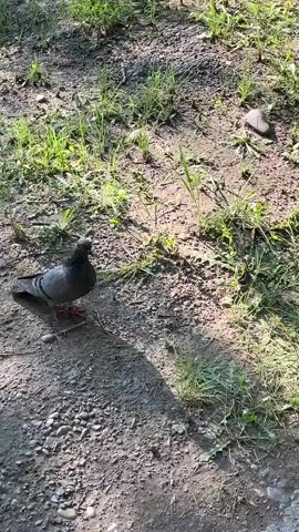 A pigeon stands on a dirt and gravel path with patches of green grass and weeds. The pigeon is dark gray with red legs and feet. The bird is facing to the left of the frame, with its head turned slightly to its right. Sunlight casts shadows across the ground.