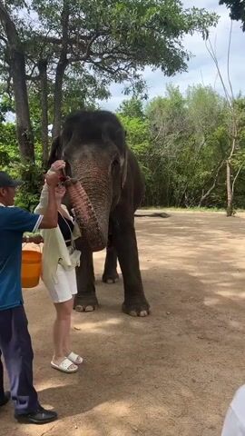 A person wearing white shorts and a light yellow shirt is feeding an elephant with their hand. The elephant is reaching its trunk towards the person. Another person in a blue shirt is holding an orange bucket. The scene is outdoors with trees in the background and a dirt ground. The weather appears to be cloudy.