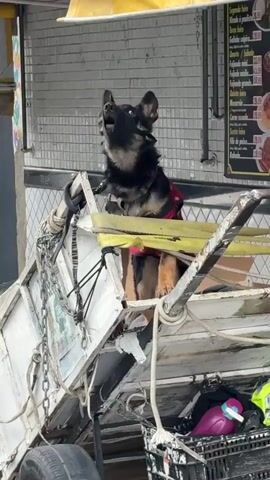 A German Shepherd dog wearing a muzzle and a red vest sits in a dilapidated cart. The cart appears to be made of metal and is attached to a larger, partially visible vehicle. Chains and ropes are used to secure various items within the cart. In the background, a tiled wall and a sign displaying text are visible. The dog looks directly at the camera.