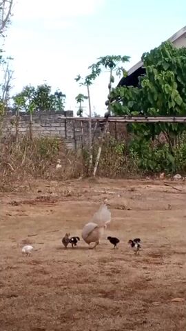 A hen is in the center of the frame, surrounded by several chicks. One chick is to the left, and four are clustered around the hen. The hen appears to be pecking at the ground, and the chicks are gathered close to her. The ground is dry and dirt-colored. In the background, there is a low stone wall, dry vegetation, and some trees. A portion of a building with a dark roof is visible on the right side. The sky is overcast.