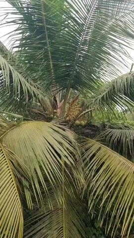 The video shows a coconut palm tree from a low angle, looking up into the crown. The palm fronds are a mix of green and yellowish-green. Several green coconuts are visible clustered near the top of the tree among the fronds. Also near the top, there is a grouping of small, pale yellow flowers. The sky is obscured and appears light in color. The overall environment suggests a tropical or subtropical location.