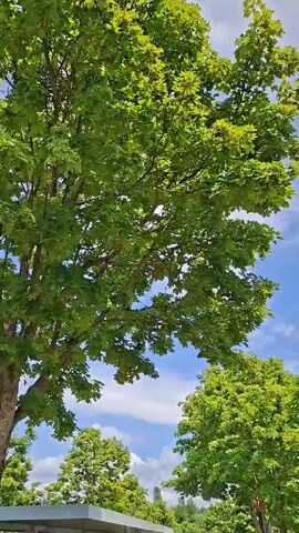 The video pans upward from the bottom of the frame to the top, showing a clear blue sky with scattered white clouds. Green trees with full foliage dominate the left side of the frame and are also visible in the foreground and midground. In the lower portion of the frame, a dark horizontal structure, possibly a roof or canopy, is visible on the left. A parking lot with cars can be seen beyond the trees in the lower part of the video. The overall scene depicts a sunny day with lush greenery and a bright sky.