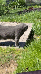 Morning routine with cat captured in Gorno-Altaysk yard