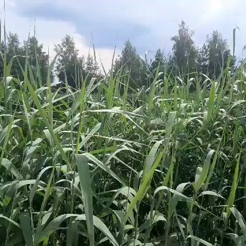 This is a short video clip of tall green grass swaying gently in the wind, set against a backdrop of a slightly overcast sky with hints of blue. The grass appears to be in a rural or natural setting, possibly a field or marsh, with a line of trees visible in the distance. The leaves of the grass are long and slender, catching the light and creating a sense of movement and natural beauty. The overall impression is one of a peaceful, summery day in the Ukrainian countryside. There is no visible text in the video.