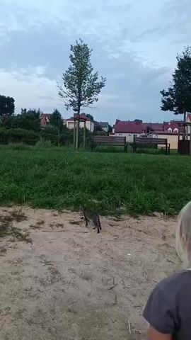 A young blonde girl with her hair in a braid walks away from the camera on a dirt path. She is wearing a grey t-shirt and black pants. She holds a leash in her right hand. To her left, a tabby cat walks across a grassy area. In the background, there are trees, houses, and park benches. The sky is overcast.